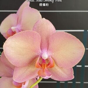 Phal. Miki Smoky Pink