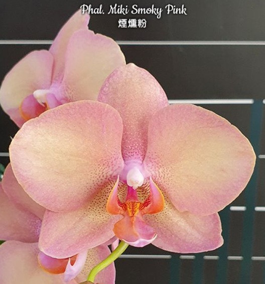 Phal. Miki Smoky Pink 1 Phal. Miki Smoky Pink
