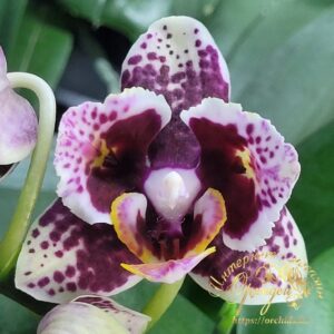 Phal. The Witch