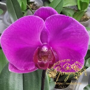 Phal. MVN 010