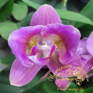 Phal. MVN 011