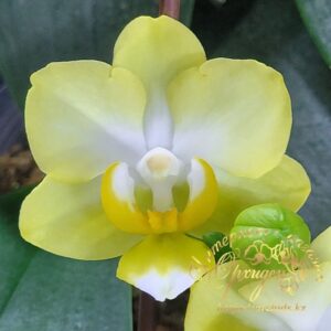 Phal. Lemon Pie