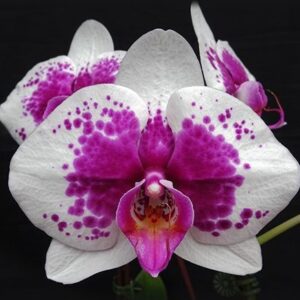 Phal. PF 9187