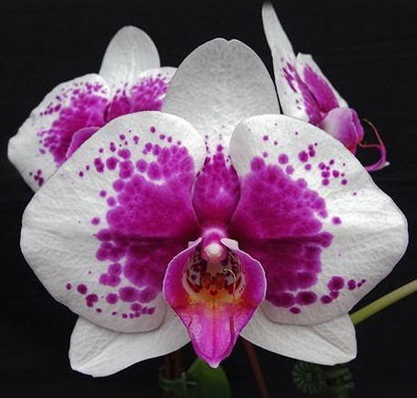 Phal. PF 9187 1 Phal. PF 9187