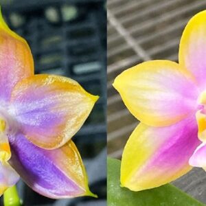 Phal. Mituo Reflex Dragon blue x phal. Yang Yang Pink Mary