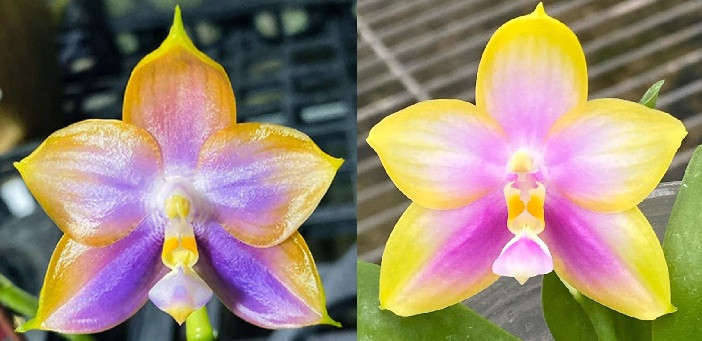 Phal. Mituo Reflex Dragon blue x phal. Yang Yang Pink Mary 1 Phal. Mituo Reflex Dragon blue x phal. Yang Yang Pink Mary