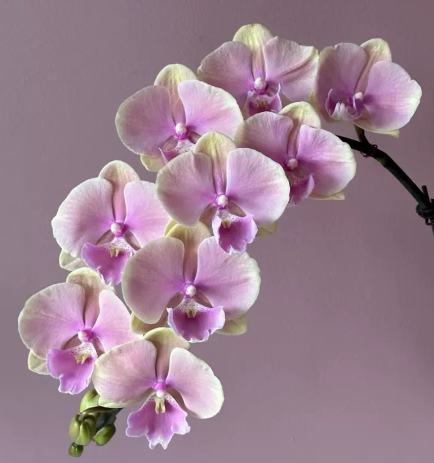 Phal. Fangmei Legend 2 Phal. Fangmei Legend