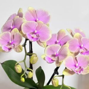 Phal. Fangmei Legend