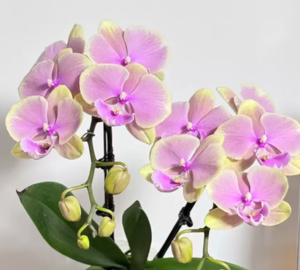 Phal. Fangmei Legend 1 Phal. Fangmei Legend