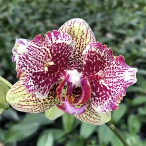 Phal. Chzhan Fei