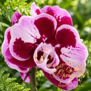 Phal. General 5 stars peloric-2-eyes
