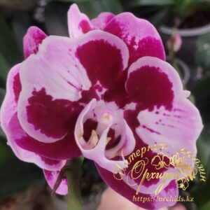 Phal. General 5 stars peloric-2-eyes