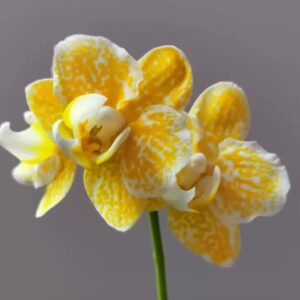 Phal. Yaphon Golden Leopard