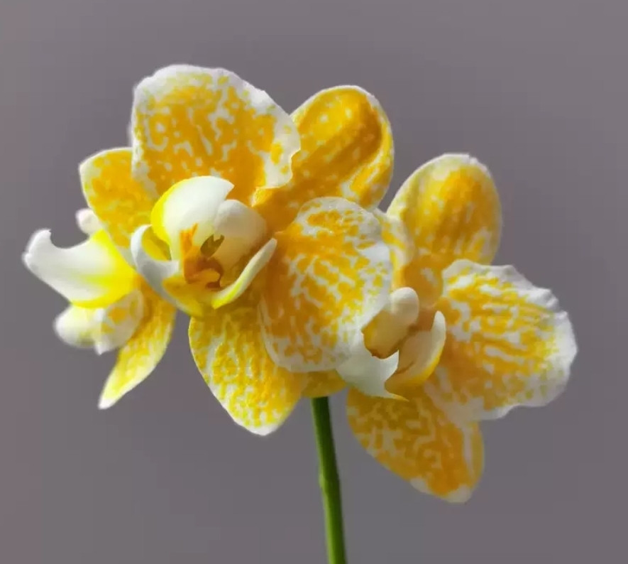 Phal. Yaphon Golden Leopard 1 Phal. Yaphon Golden Leopard