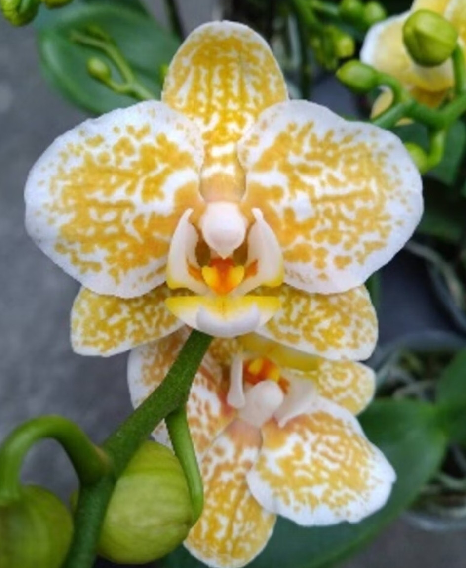 Phal. Yaphon Golden Leopard 2 Phal. Yaphon Golden Leopard — изображение 2
