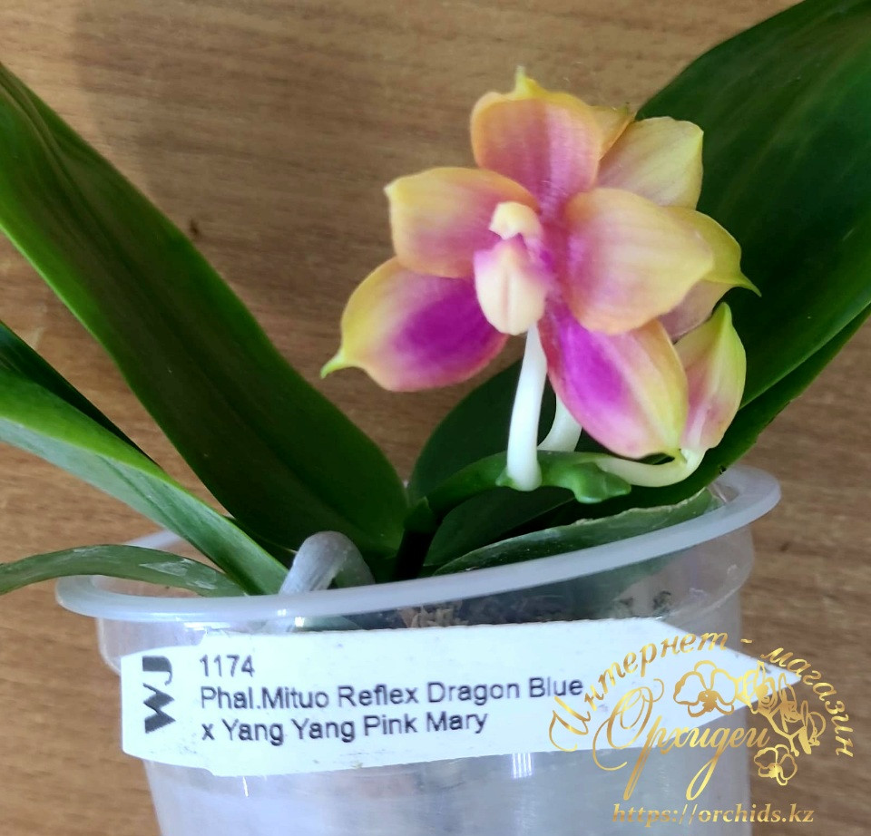 Phal. Mituo Reflex Dragon blue x phal. Yang Yang Pink Mary 2 Phal. Mituo Reflex Dragon blue x phal. Yang Yang Pink Mary