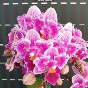 Phal. Lioulin Grape peloric – 2 eyes