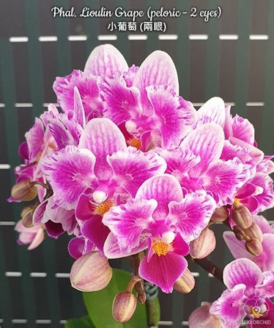 Phal. Lioulin Grape peloric – 2 eyes 1 Phal. Lioulin Grape peloric – 2 eyes