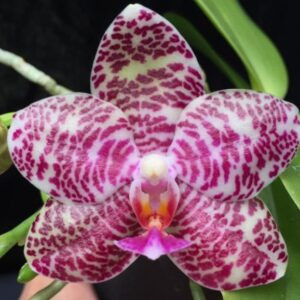 Phal. Ho's Graceful Natasha