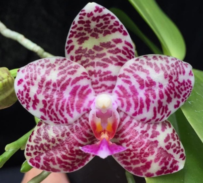 Phal. Ho's Graceful Natasha 1 Phal. Ho's Graceful Natasha
