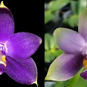 Phal. violacea var. indigo x phal. violacea coerulea
