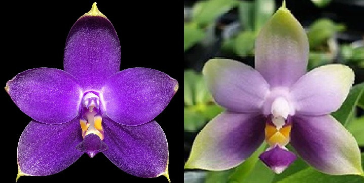 Phal. violacea var. indigo x phal. violacea coerulea 1 Phal. violacea var. indigo x phal. violacea coerulea