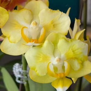 Phal. Lemon Pie
