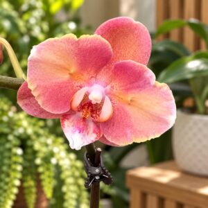 Phal. Salmon Lace peloric