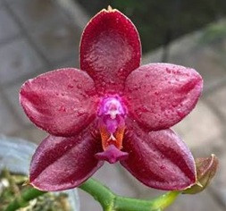 Phal. NCK Lioulin R Lawrence