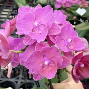 Phal. Rose Mirage