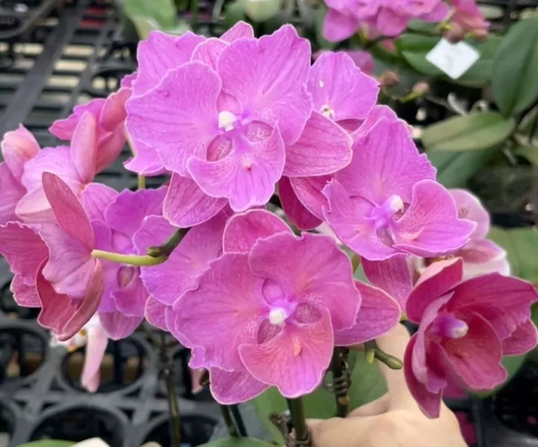 Phal. Rose Mirage 1 Phal. Rose Mirage