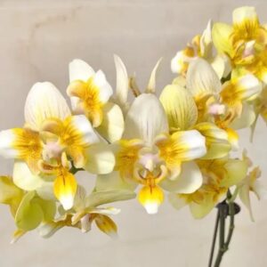 Phal. Ultraman