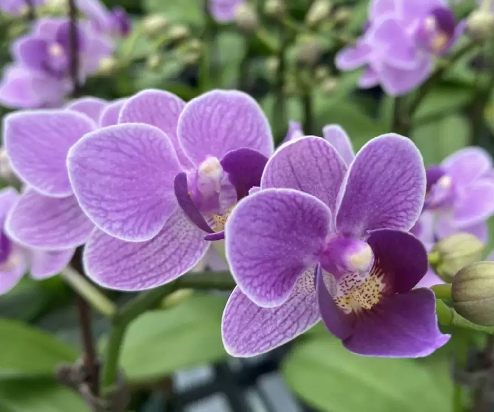 Phal. OX Violet 2 Phal. OX Violet
