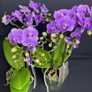 Phal. OX Violet