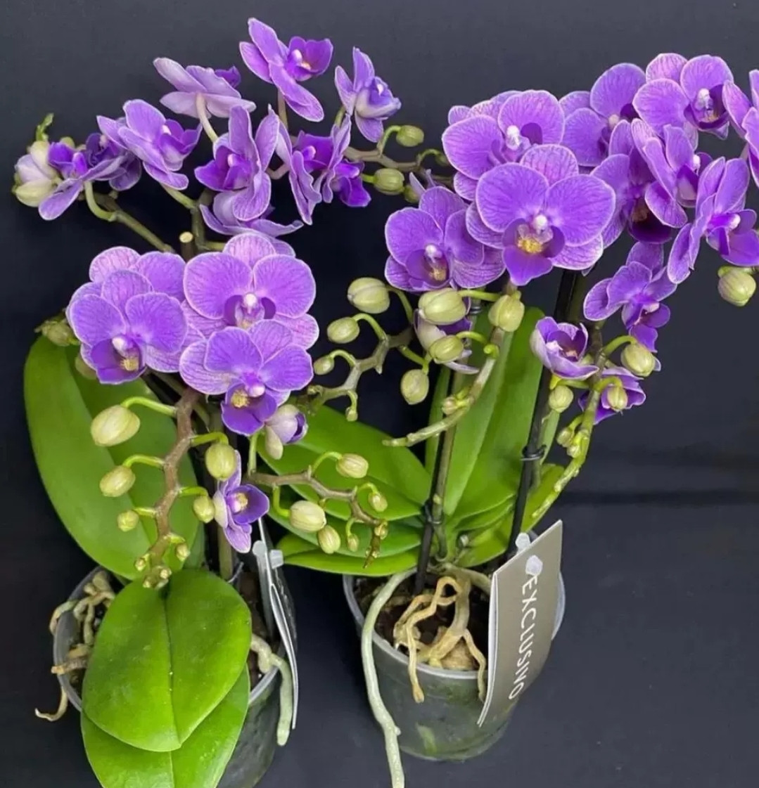 Phal. OX Violet 1 Phal. OX Violet
