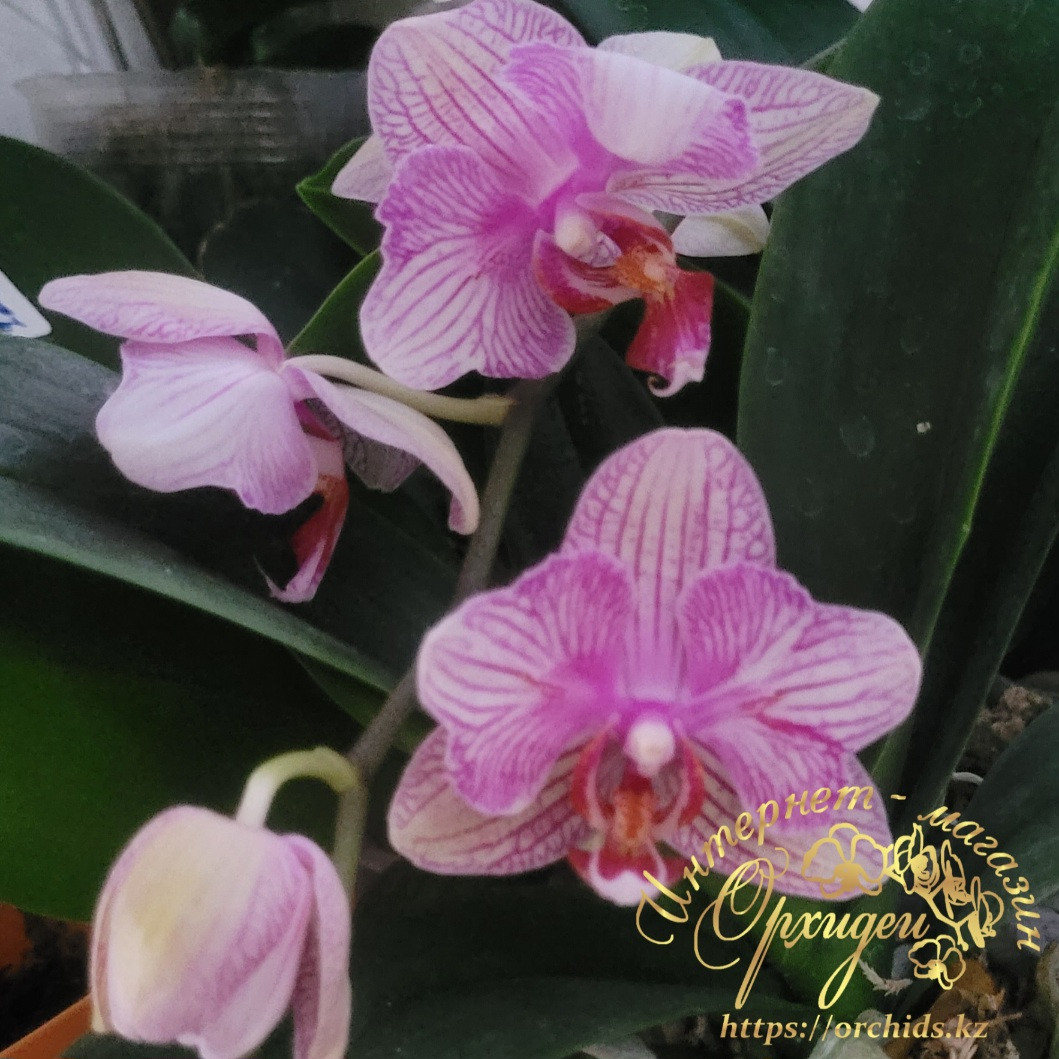 Phal. MVN 012 2 Phal. MVN 012