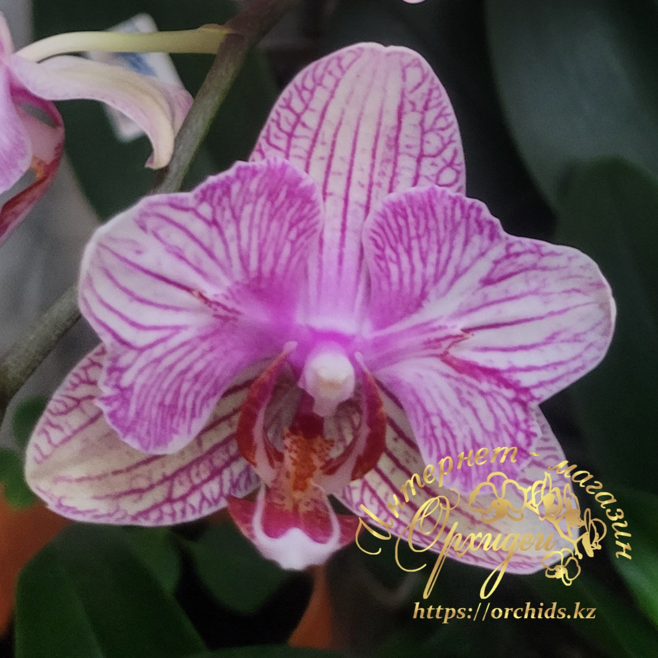 Phal. MVN 012 3 Phal. MVN 012
