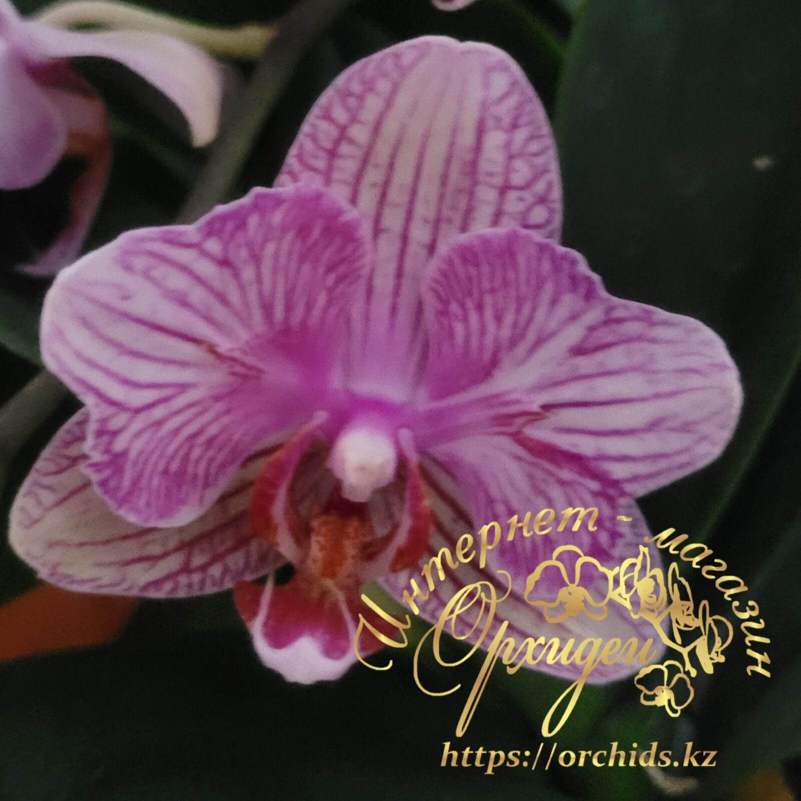 Phal. MVN 012 1 Phal. MVN 012