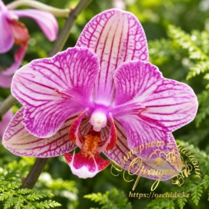 Phal. MVN 012