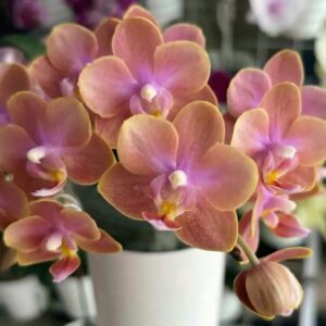 Phal. Magic Castle