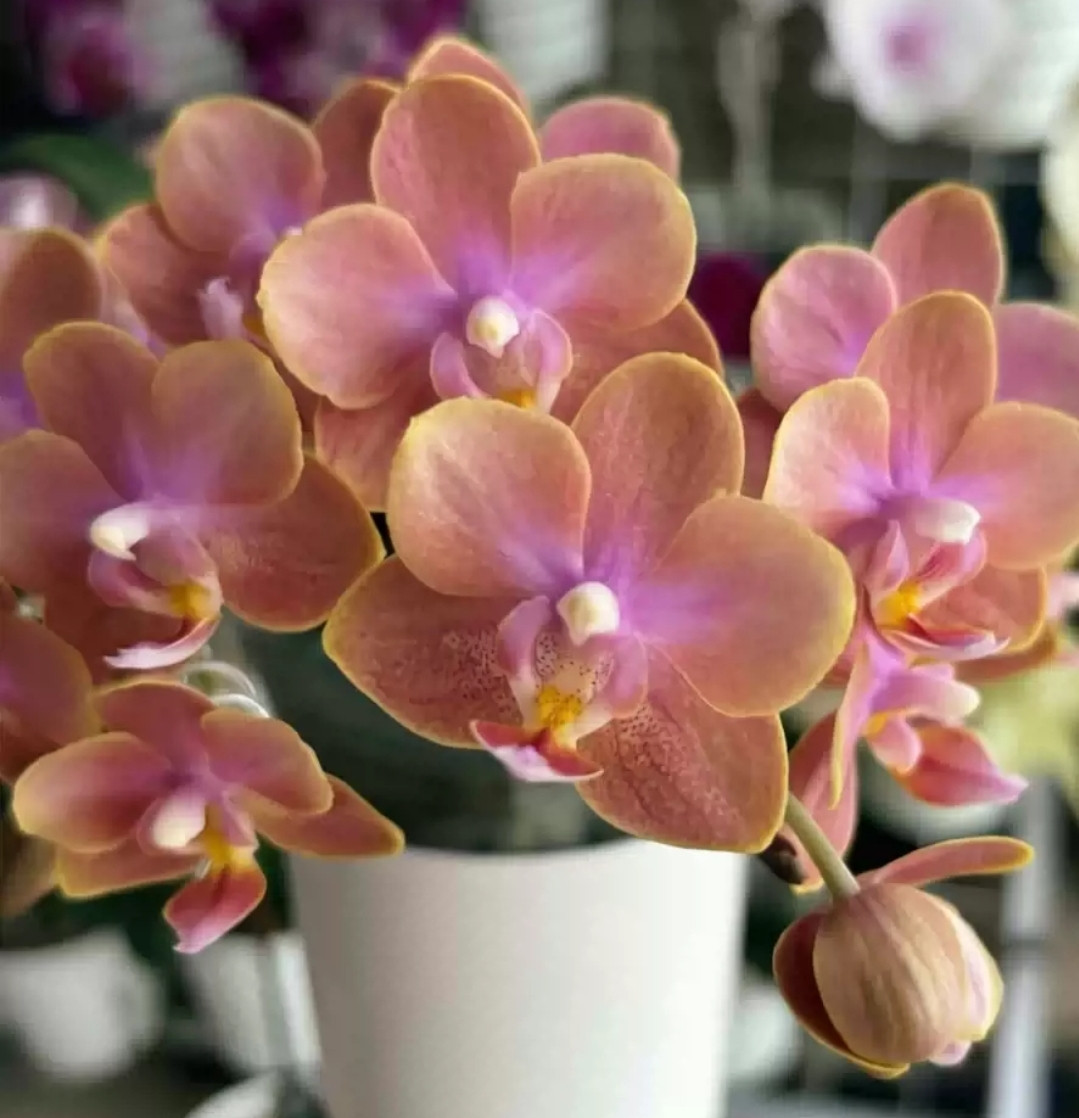 Phal. Magic Castle 1 Phal. Magic Castle