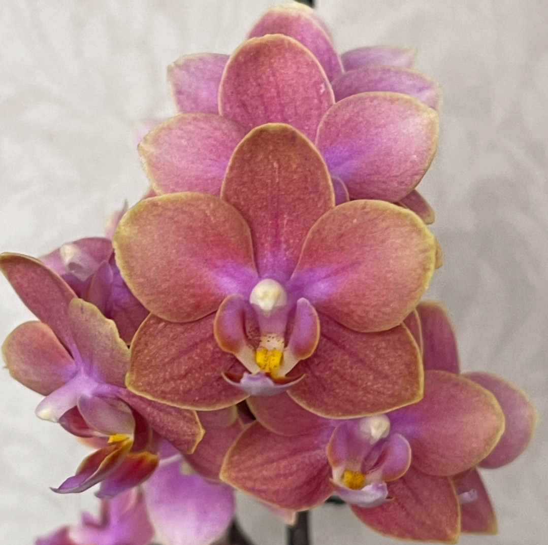 Phal. Magic Castle 2 Phal. Magic Castle