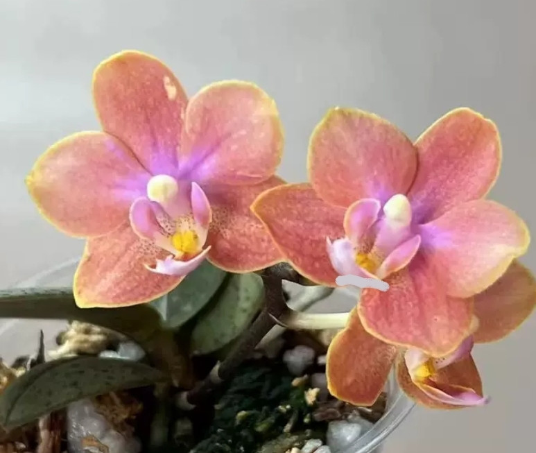 Phal. Magic Castle 3 Phal. Magic Castle — изображение 3