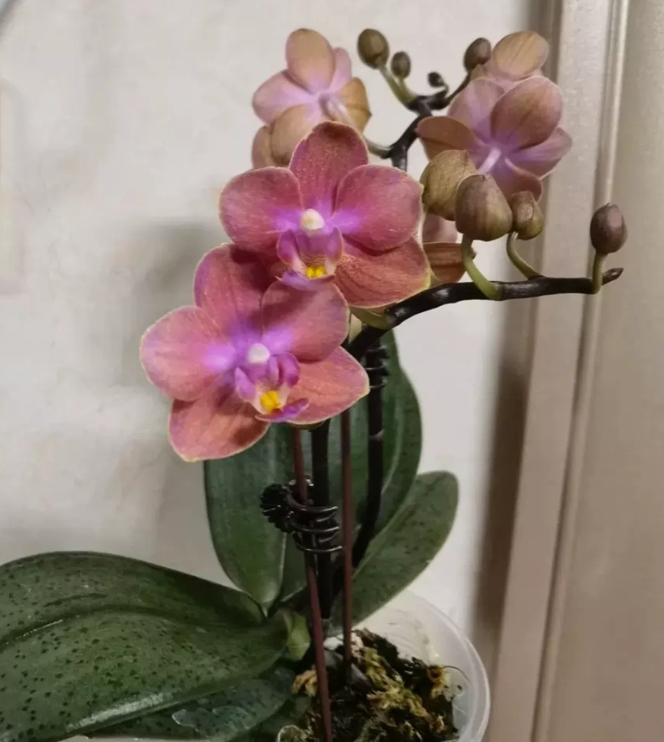 Phal. Magic Castle 4 Phal. Magic Castle — изображение 4