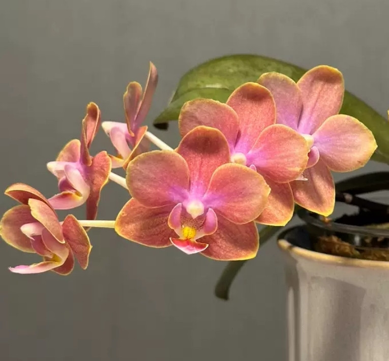 Phal. Magic Castle 5 Phal. Magic Castle