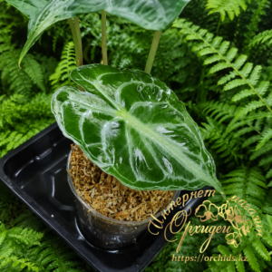 Alocasia Venom