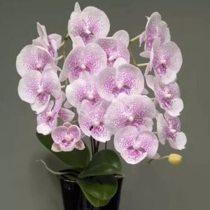 Phal. CH 2400