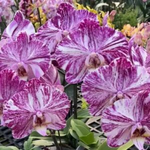 Phal. Marble Chocolate