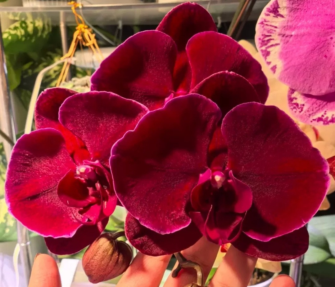 Phal. Red Swan Velvet black flower 2 Phal. Red Swan Velvet
