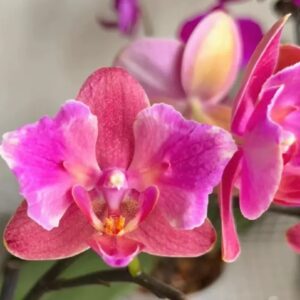 Phal. Рисовый пирог